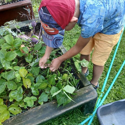 Práce na zahradě srpen - září 2025