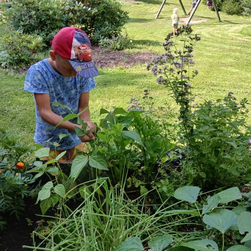 Práce na zahradě srpen - září 2025