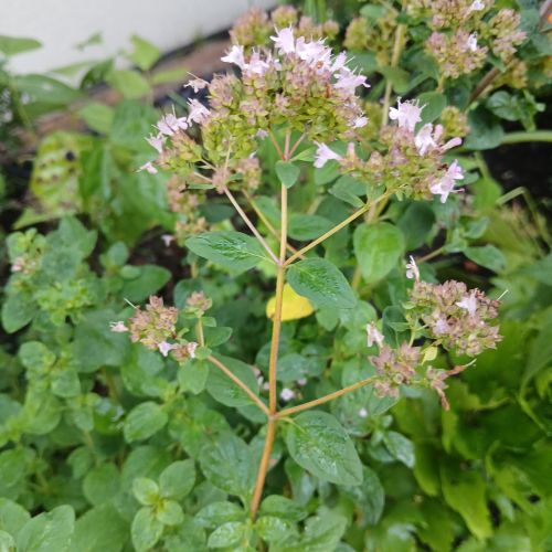 <br />
<b>Notice</b>:  Undefined index: name in <b>/home/zskrasnalipa.cz/vendor/vrana/notorm/NotORM/Row.php</b> on line <b>166</b><br />
