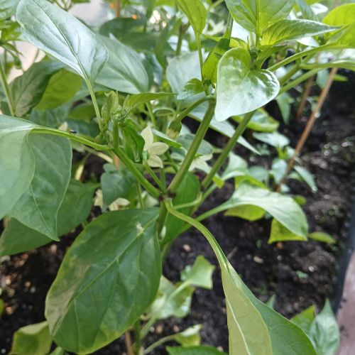 <br />
<b>Notice</b>:  Undefined index: name in <b>/home/zskrasnalipa.cz/vendor/vrana/notorm/NotORM/Row.php</b> on line <b>166</b><br />
