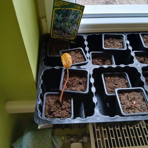 <br />
<b>Notice</b>:  Undefined index: name in <b>/home/zskrasnalipa.cz/vendor/vrana/notorm/NotORM/Row.php</b> on line <b>166</b><br />
